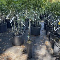 Key Lime Grafted Tree 3 Feet Tall. Free Shipping