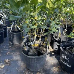Meyers Lemon Grafted Citrus Tree 3 Feet Tall. Free Shipping -Cheap Plantly Store CA26167E 0177 493C 8CF1 4C4A7170DA8A rotated 1