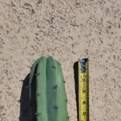 Myrtillocactus Geometrizans Blue Candle Bilberry Cactus