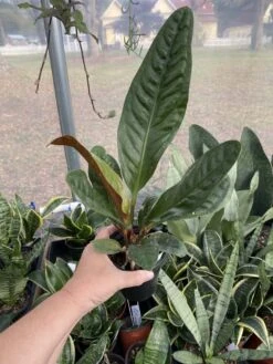 Anthurium Superbum 2.5 Tall Pot Live Starter Plant -Cheap Plantly Store CB031C0E 973D 4F13 987E 72A0912BB80E 1 105 c
