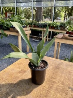 Sansevieria Or Snake Plant Moonshine 4” Pot Live Plant -Cheap Plantly Store CB22A733 2EC9 4FF2 BB01 83EE1922DF26 1 201 a