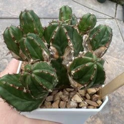EUPHORBIA HANDIENSIS -Cheap Plantly Store CC28D9CA CF55 44AC A0BA 3C4BF97D1C3A
