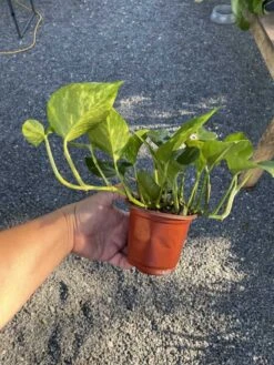 Pothos Or Devil's Ivy Golden Or Hawaiian? 4 Inch Pot Live Plant 18 Pothos Or Devil's Ivy Golden Or Hawaiian? 4 Inch Pot Live Plant -Cheap Plantly Store CE1B3240 240B 48E4 A2ED 9A56E05DFD72 1 105 c