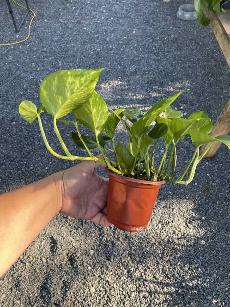Pothos Or Devil's Ivy Golden Or Hawaiian? 4 Inch Pot Live Plant 8 Pothos Or Devil's Ivy Golden Or Hawaiian? 4 Inch Pot Live Plant - Image 6