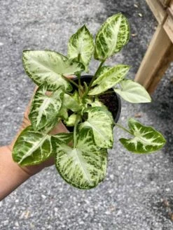 Syngonium Or Arrowhead Plant White Butterfly Variegated 4 Inch Pot Large 18 Syngonium Or Arrowhead Plant White Butterfly Variegated 4 Inch Pot Large -Cheap Plantly Store CE427ACA 5F3A 4F93 81DF 9FF3868A0F8D 1 105 c