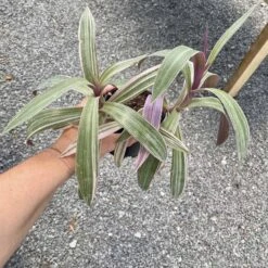 Oyster Plant Tradescantia Spathacea Moses In The Cradle 4" Pot Li -Cheap Plantly Store CF04B67C 4CF9 4C66 B60C 2D3F69D55680 1 201 a