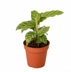 Calathea Concinna 'Freddie' - Prayer Plant | 4-inch Pot