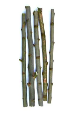 TreesAgain Lot Of 10 Pussy Willow Cuttings - 7 To 9 Inches -Cheap Plantly Store Capture