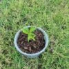 Live Cayenne Pepper Plant -Cheap Plantly Store Cayanne Pepper Plant rotated 1