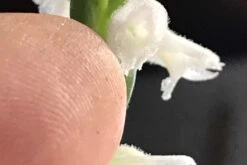 Orchid Spiranthes Cernua Bog Orchid Outdoors -Cheap Plantly Store Cernua 2