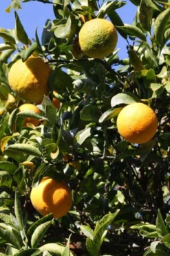 Swingle Citrumelo - Cold Hardy Citrus (Cross Between Seville Orange & Trifoliate Orange) -Cheap Plantly Store Citradia IMG 0103