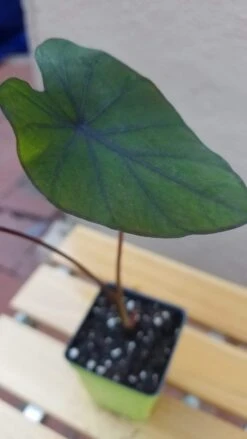 Colocasia -Cheap Plantly Store Colocasia BlackMagic rotated 1