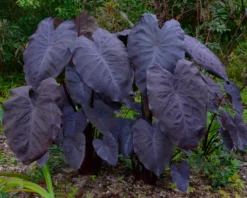 Colocasia -Cheap Plantly Store Colocasia BlackMagic4