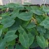 Colocasia - Jack's Giant - Starter Plant -Cheap Plantly Store Colocasia JGiant