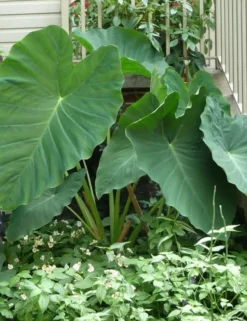 Colocasia - Jack's Giant - Starter Plant -Cheap Plantly Store Colocasia Jacks Giant