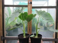 Colocasia - Jack's Giant - Starter Plant -Cheap Plantly Store Colocasia JacksGiant2