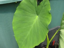 Colocasia - Jack's Giant - Starter Plant -Cheap Plantly Store Colocasia JacksGiant4