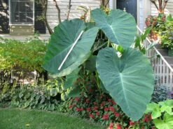 Colocasia - Jack's Giant - Starter Plant -Cheap Plantly Store Colocasia JacksGiant5