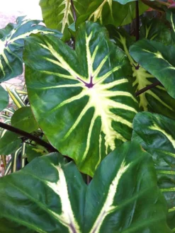Colocasia - White Lava - Starter Plant 10 Colocasia - White Lava - Starter Plant -Cheap Plantly Store Colocasia WhiteLava1