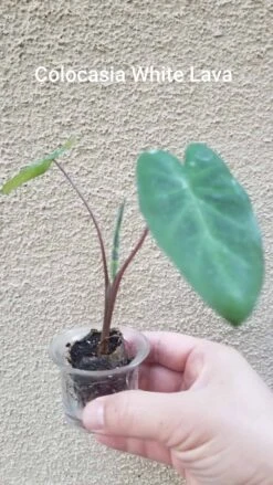 Colocasia - White Lava - Starter Plant 11 Colocasia - White Lava - Starter Plant -Cheap Plantly Store Colocasia WhiteLava2 2