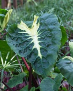 Colocasia - White Lava - Starter Plant 9 Colocasia - White Lava - Starter Plant -Cheap Plantly Store Colocasia WhiteLava2