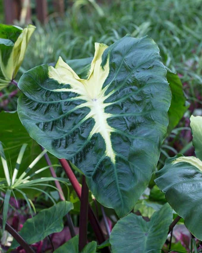 Colocasia - White Lava - Starter Plant 5 Colocasia - White Lava - Starter Plant - Image 3