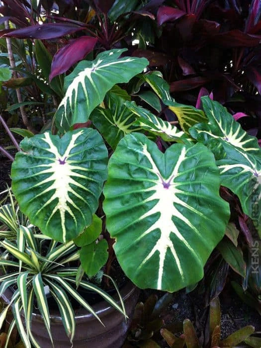 Colocasia - White Lava - Starter Plant 4 Colocasia - White Lava - Starter Plant - Image 2