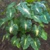Colocasia - White Lava - Starter Plant -Cheap Plantly Store Colocasia WhiteLava4
