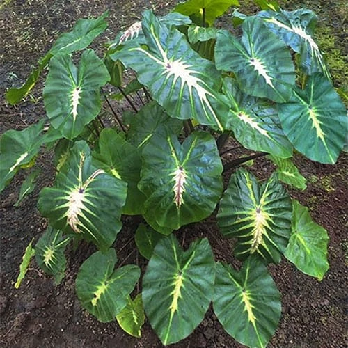 Colocasia - White Lava - Starter Plant 3 Colocasia - White Lava - Starter Plant