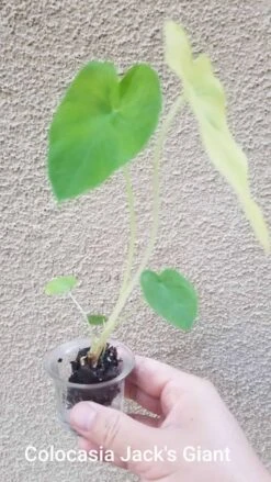 Colocasia - Jack's Giant - Starter Plant -Cheap Plantly Store ColocasiaJackGiant4