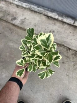 Ficus Triangularis -Cheap Plantly Store D02C1CB1 6FBB 487D A4E8 6E7F4EAF92FF rotated 1