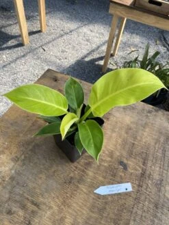 Philodendron Moonlight 2.5 Inch Tall Pot Starter Plant -Cheap Plantly Store D0F18459 0B97 4C4F 9546 14657B56EC26 1 105 c