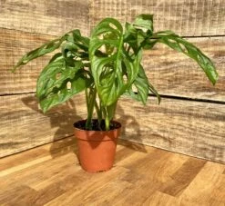 Monstera Adansonii Or Swiss Cheese Wide Leaf 4" Pot Live Plant -Cheap Plantly Store D0F1E180 987B 4FD2 B7B3 2091FCF6B798 1 201 a