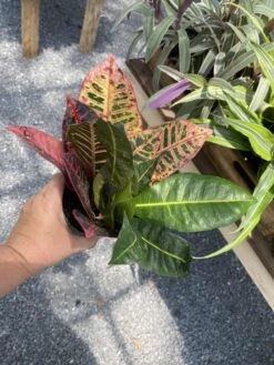 Croton Petra Josephs Coat 4 Inch Pot Live Plant -Cheap Plantly Store D1064B22 FF5D 4DE8 A7AE D6AE56A8F775 1 105 c