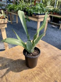 Sansevieria Or Snake Plant Moonshine 4” Pot Live Plant -Cheap Plantly Store D12F72B7 E7D8 4205 AE4E 9B3B77B4B9CF 1 201 a