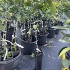 Minneola Tangelo Grafted Citrus Tree 3 Feet Tall. Free Shipping