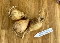 Lily Spider Belladonna Or Magic Lily Naked Lady 11 Lily Spider Belladonna Or Magic Lily Naked Lady -Cheap Plantly Store D1A71468 C268 4C20 9F6C 4E67846ABECD 1 105 c