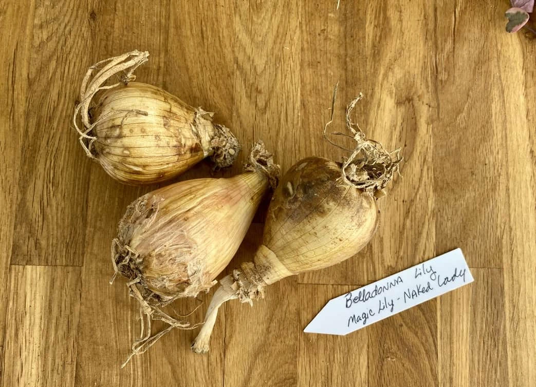 Lily Spider Belladonna Or Magic Lily Naked Lady 5 Lily Spider Belladonna Or Magic Lily Naked Lady - Image 3