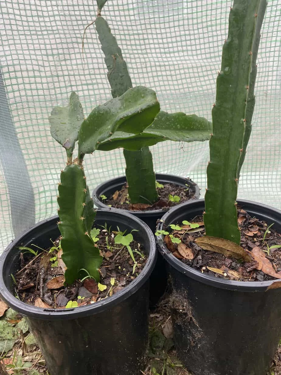 Red Dragon Fruit In Pot 9 Red Dragon Fruit In Pot - Image 7