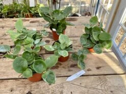 Hoya Chelsea Wax Flower Porcelain Flower 3 Inch Pot Plant 21 Hoya Chelsea Wax Flower Porcelain Flower 3 Inch Pot Plant -Cheap Plantly Store D42F9F96 C304 4182 8805 DD3B40D41DDC 1 201 a