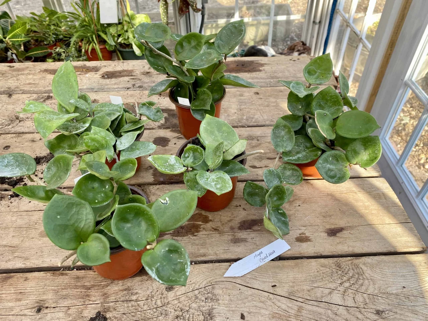 Hoya Chelsea Wax Flower Porcelain Flower 3 Inch Pot Plant 11 Hoya Chelsea Wax Flower Porcelain Flower 3 Inch Pot Plant - Image 9