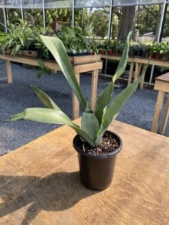 Sansevieria Or Snake Plant Moonshine 4” Pot Live Plant -Cheap Plantly Store D4C1CC09 CCD0 4375 91D5 D25A07B4C216 1 105 c 1