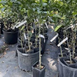 Shiranui (Sumo) Grafted Citrus Tree 3 Feet Tall. Free Shipping