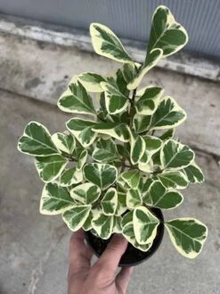 Ficus Triangularis -Cheap Plantly Store D598357E 31E5 488B A8EA 536CBF40E814 rotated 1