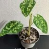 Alocasia Hilo Beauty