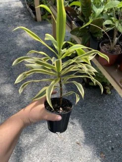 Dracaena Song Of India 4" Pot Live Plant -Cheap Plantly Store D60BA64D 9A3B 4D94 87B2 473AA1EE7925 1 105 c