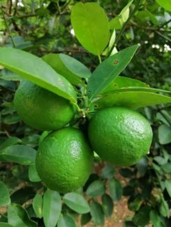 Key Lime Grafted Tree 3 Feet Tall. Free Shipping -Cheap Plantly Store D6331D8E 3C69 4A3E 94D6 5E858C29AA20