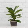 6" Fiddle Leaf Fig + Charcoal Planter Basket -Cheap Plantly Store D73A1939 Edit