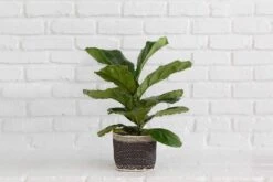 6" Fiddle Leaf Fig + Charcoal Planter Basket