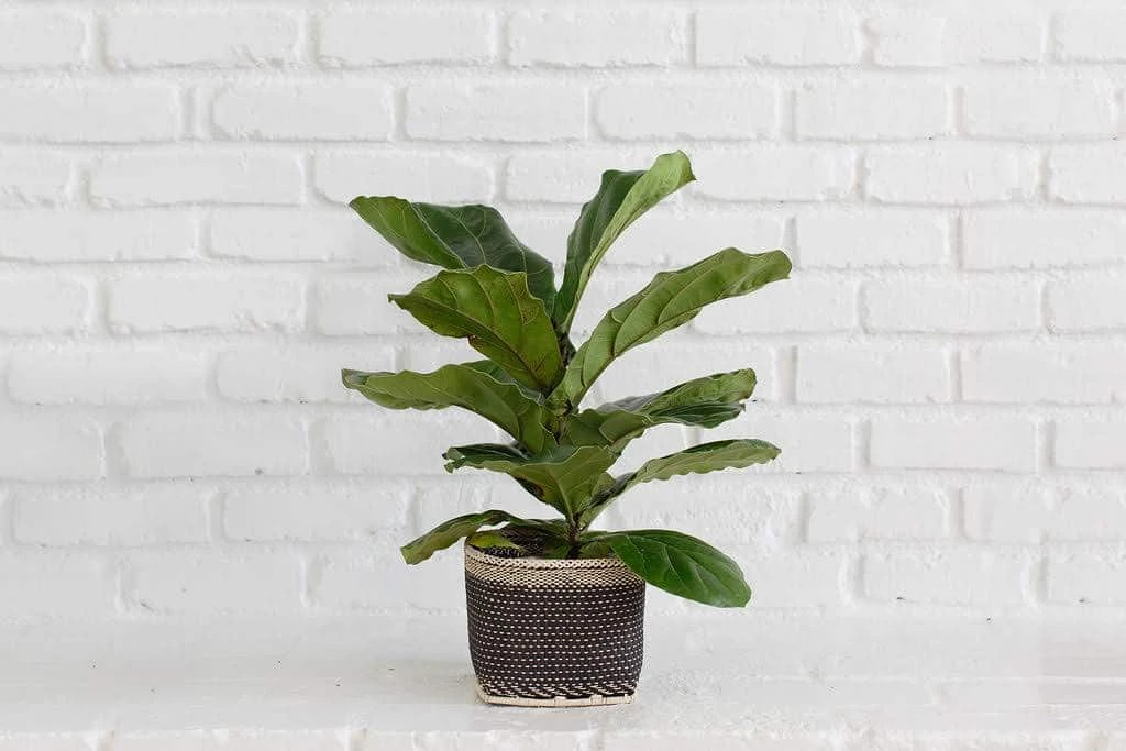 6" Fiddle Leaf Fig + Charcoal Planter Basket 3 6" Fiddle Leaf Fig + Charcoal Planter Basket